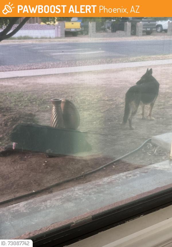 Found/Stray Male Dog last seen 35th Ave and Camelback rd phoenix, Phoenix, AZ 85017