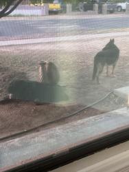 Found/Stray Male Dog last seen 35th Ave and Camelback rd phoenix, Phoenix, AZ 85017