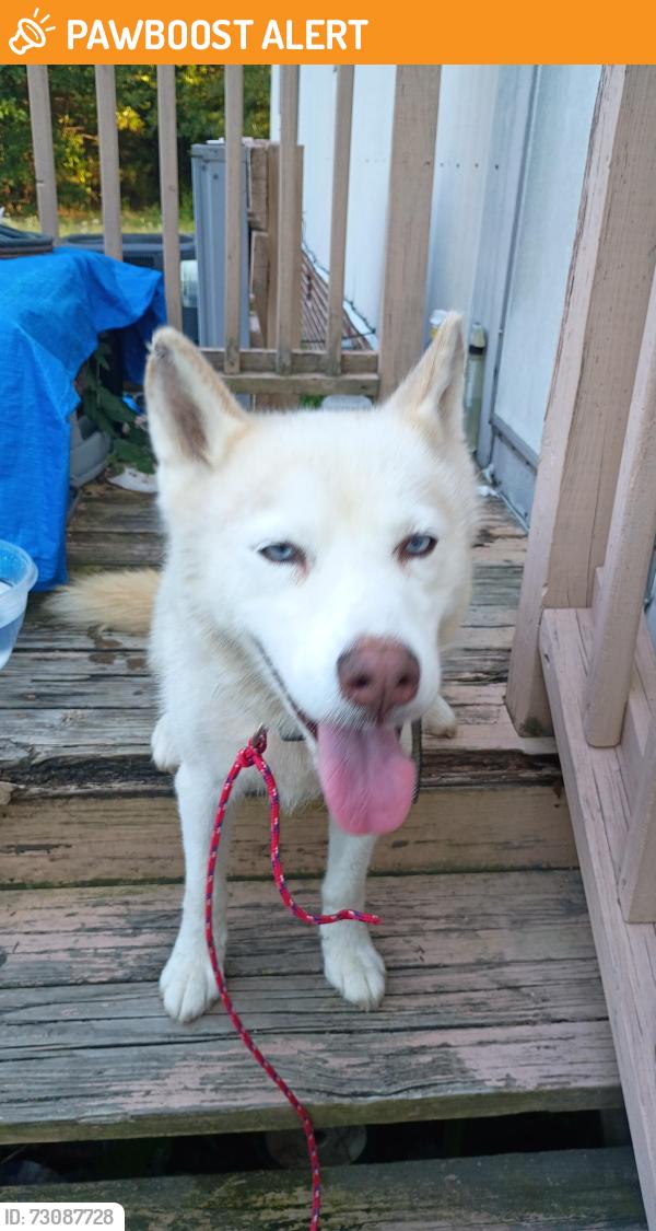 Found/Stray Female Dog last seen Pearson Rd, Cooley Bridge Rd, SC 29669