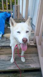 Found/Stray Female Dog last seen Pearson Rd, Cooley Bridge Rd, SC 29669
