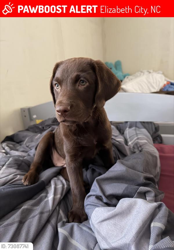 Lost Female Dog last seen Near woodruff ave, Elizabeth City, NC 27909
