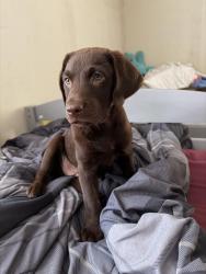 Lost Female Dog last seen Near woodruff ave, Elizabeth City, NC 27909