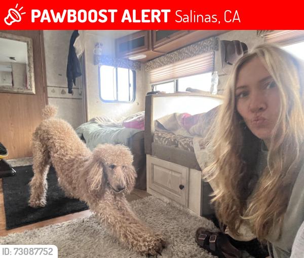 Lost Male Dog last seen Main Street, Salinas, CA 93906