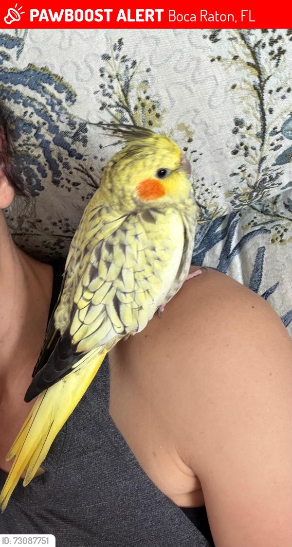Lost Female Bird last seen Near sw 5th street, Boca Raton, FL 33432