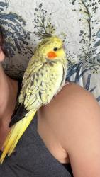 Lost Female Bird last seen Near sw 5th street, Boca Raton, FL 33432