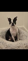 Lost Male Dog last seen Franklin and clark, Middleton, WI 53562