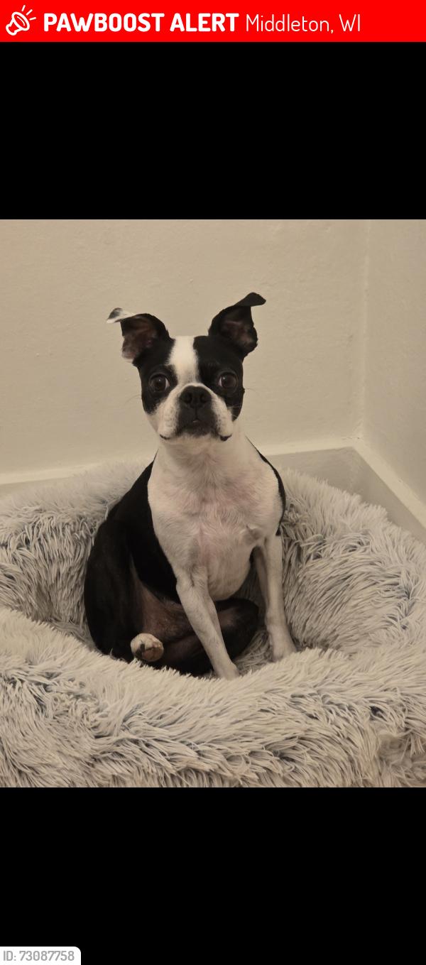 Lost Male Dog last seen Franklin and clark, Middleton, WI 53562