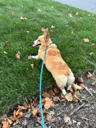 Reunited Female Dog last seen Near Westcott Rd, Princeton, NJ 08540