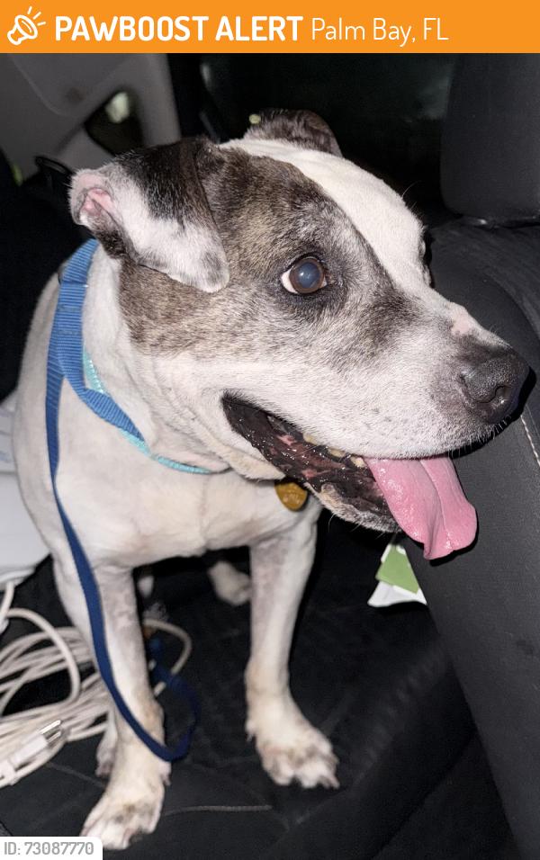 Found/Stray Male Dog last seen Lowry blvd se, Palm Bay, FL 32909