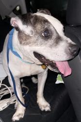 Found/Stray Male Dog last seen Lowry blvd se, Palm Bay, FL 32909