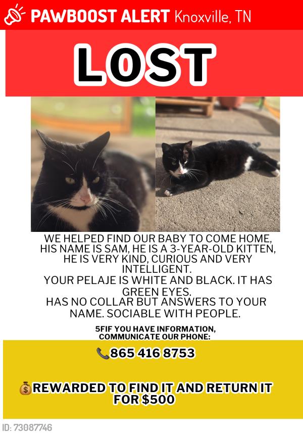 Lost Male Cat last seen Daystar Ln, Knoxville, TN 37918