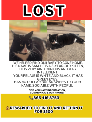 Lost Male Cat last seen Daystar Ln, Knoxville, TN 37918