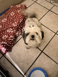 Found/Stray Unknown Dog last seen Lees dr, Las Cruces, NM 88001
