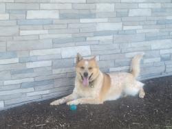 Lost Female Dog last seen Crystal Lake ave, Canal Fulton, OH 44614