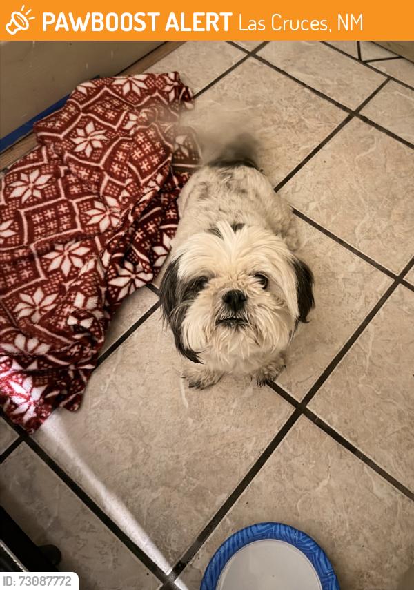 Found/Stray Unknown Dog last seen Lees dr, Las Cruces, NM 88001