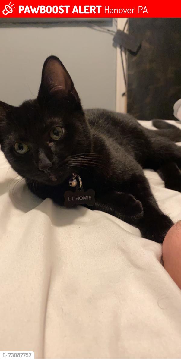 Lost Male Cat last seen Jasmine dr, Hanover, PA 17331