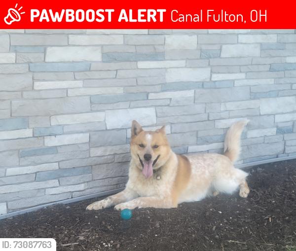 Lost Female Dog last seen Crystal Lake ave, Canal Fulton, OH 44614