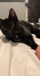 Lost Male Cat last seen Jasmine dr, Hanover, PA 17331