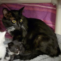Shelter Stray Female Cat last seen Near Hegenberger Road, OAKLAND, CA, 94621, 8323 Baldwin St, Oakland, CA 94621, USA