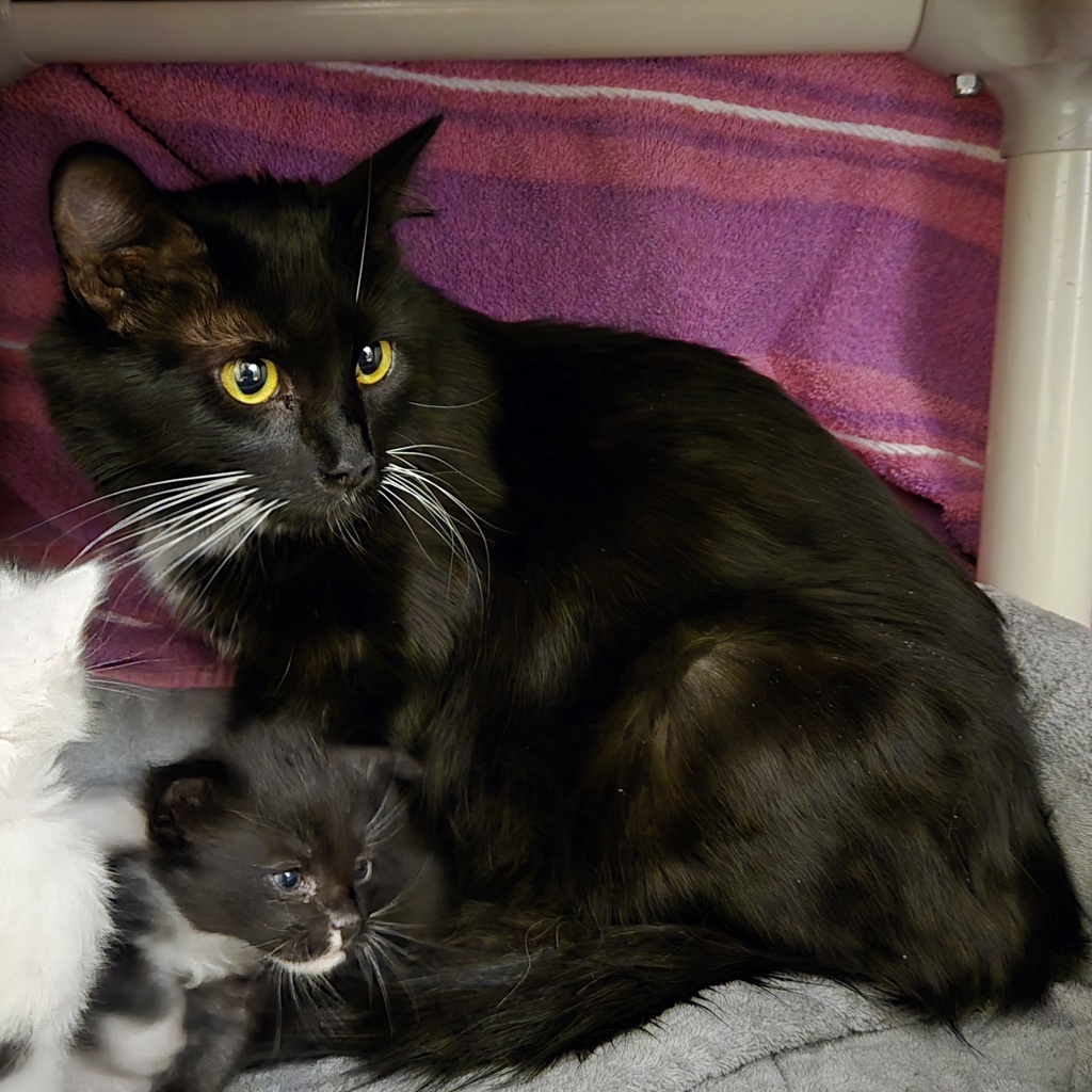 Shelter Stray Female Cat last seen Near Hegenberger Road, OAKLAND, CA, 94621, 8323 Baldwin St, Oakland, CA 94621, USA