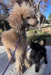 Lost Male Dog last seen Northridge mall salinas, Salinas, CA 93906
