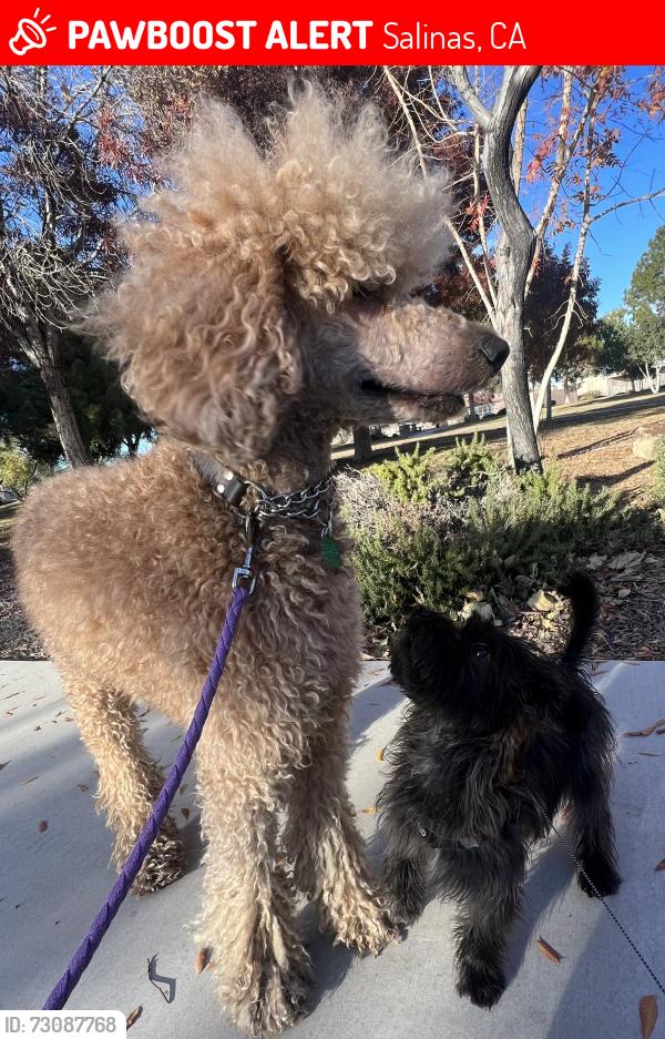 Lost Male Dog last seen Northridge mall salinas, Salinas, CA 93906