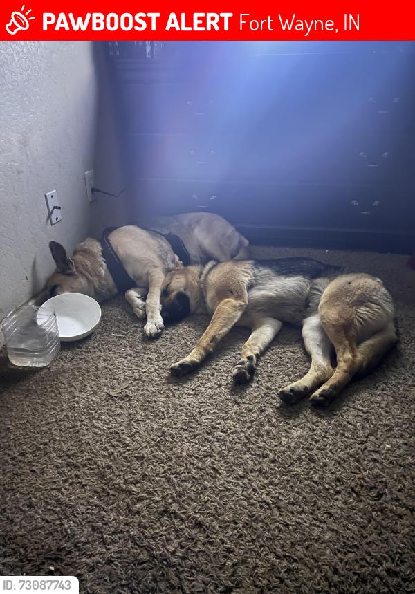 Lost Female Dog last seen Hanna and Pontiac, Fort Wayne, IN 46806