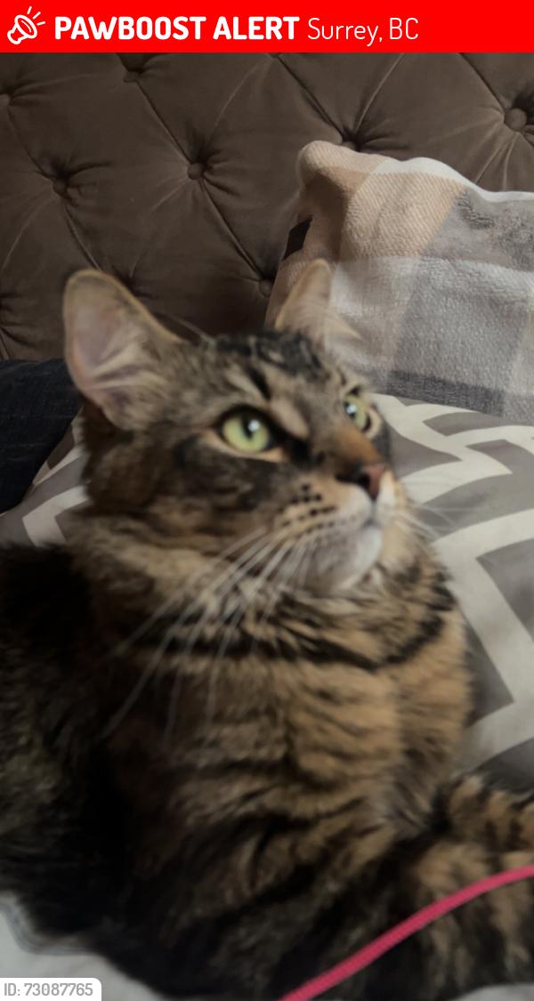 Lost Male Cat last seen Near st Surrey bc near wash world , Surrey, BC 