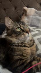 Lost Male Cat last seen Near st Surrey bc near wash world , Surrey, BC 