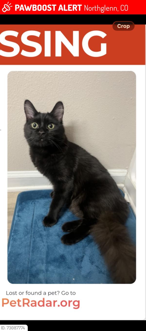 Lost Male Cat last seen Near w 114th Ave, Northglenn, CO 80234