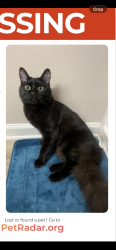 Lost Male Cat last seen Near w 114th Ave, Northglenn, CO 80234