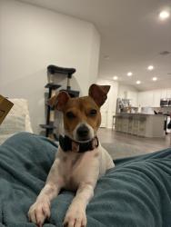 Lost Female Dog last seen Calico Trace Way, League City, TX 77573