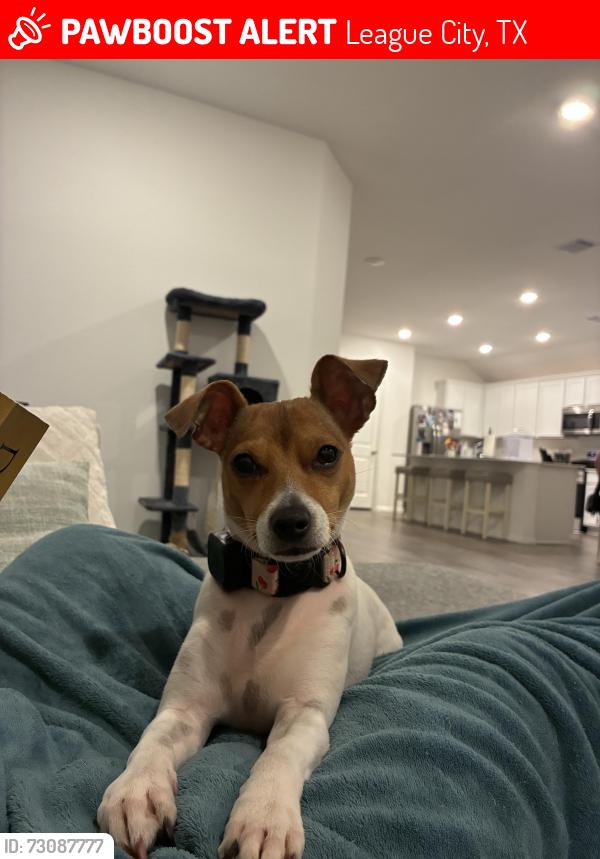 Lost Female Dog last seen Calico Trace Way, League City, TX 77573