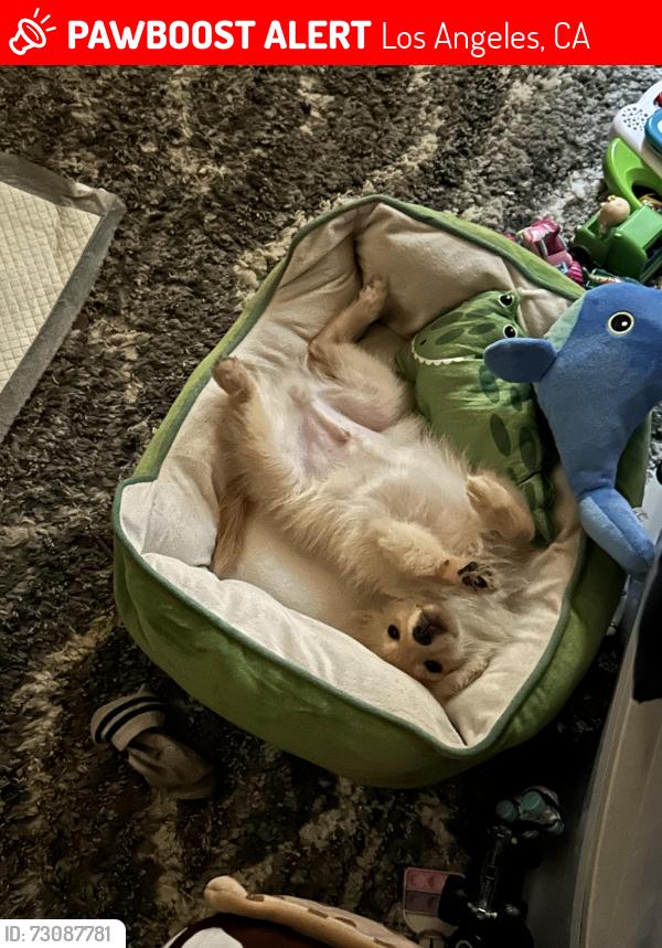 Lost Male Dog last seen Vernon and St Andrews, Los Angeles, CA 90062