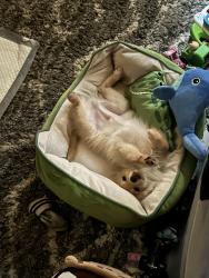 Lost Male Dog last seen Vernon and St Andrews, Los Angeles, CA 90062