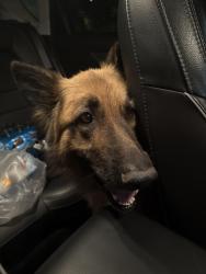Found/Stray Male Dog last seen Hartlee Field Road and East Sherman, Denton, TX 76208