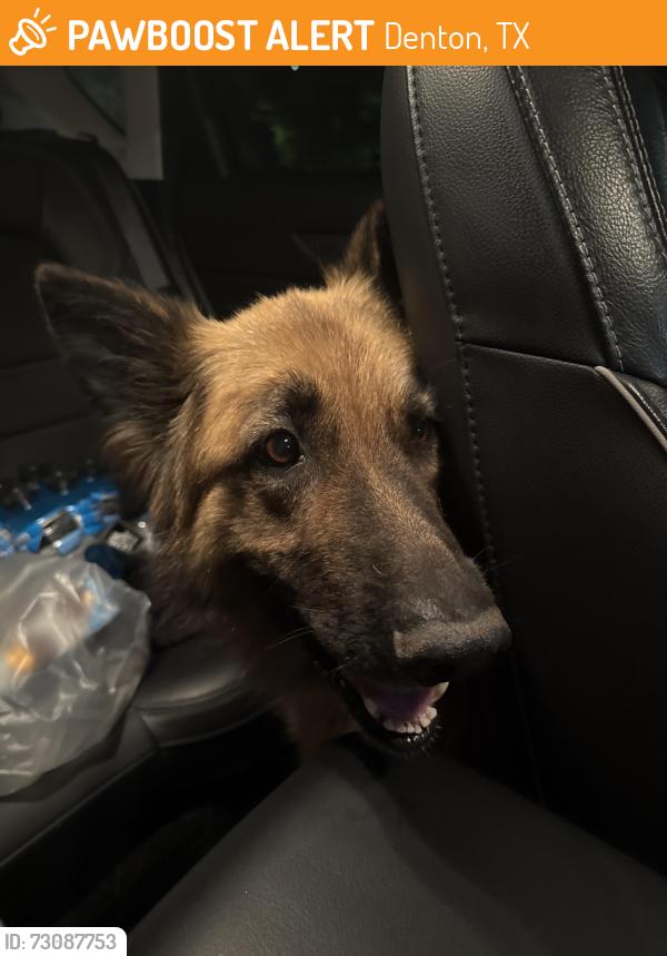 Found/Stray Male Dog last seen Hartlee Field Road and East Sherman, Denton, TX 76208