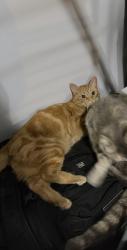 Lost Female Cat last seen turner lane, Altamonte springs (forest city), Altamonte Springs, FL 32714