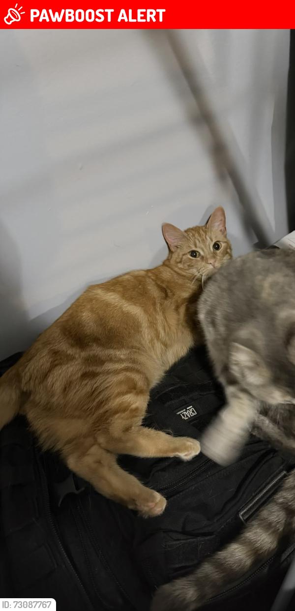 Lost Female Cat last seen turner lane, Altamonte springs (forest city), Altamonte Springs, FL 32714