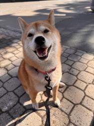 Lost Female Dog last seen Lake Merritt, Oakland, CA 94610