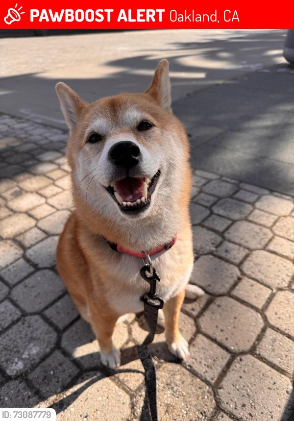 Lost Female Dog last seen Lake Merritt, Oakland, CA 94610