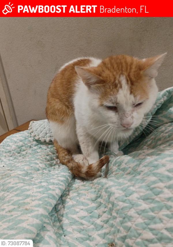 Lost Male Cat last seen Morgan Johnson, Bradenton, FL 34208