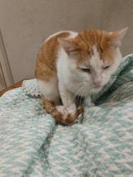 Lost Male Cat last seen Morgan Johnson, Bradenton, FL 34208