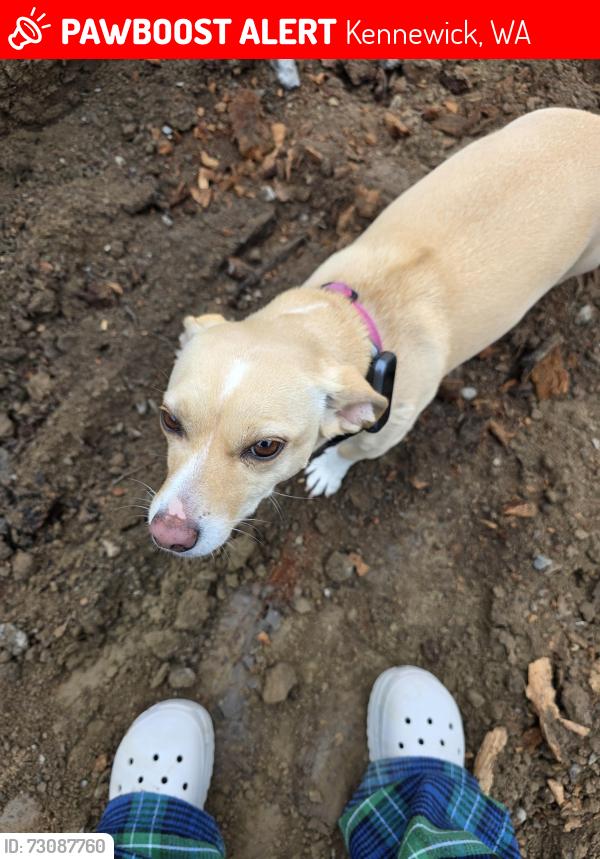 Lost Female Dog last seen 10th and Roosevelt, Kennewick, WA 99338