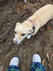 Lost Female Dog last seen 10th and Roosevelt, Kennewick, WA 99338
