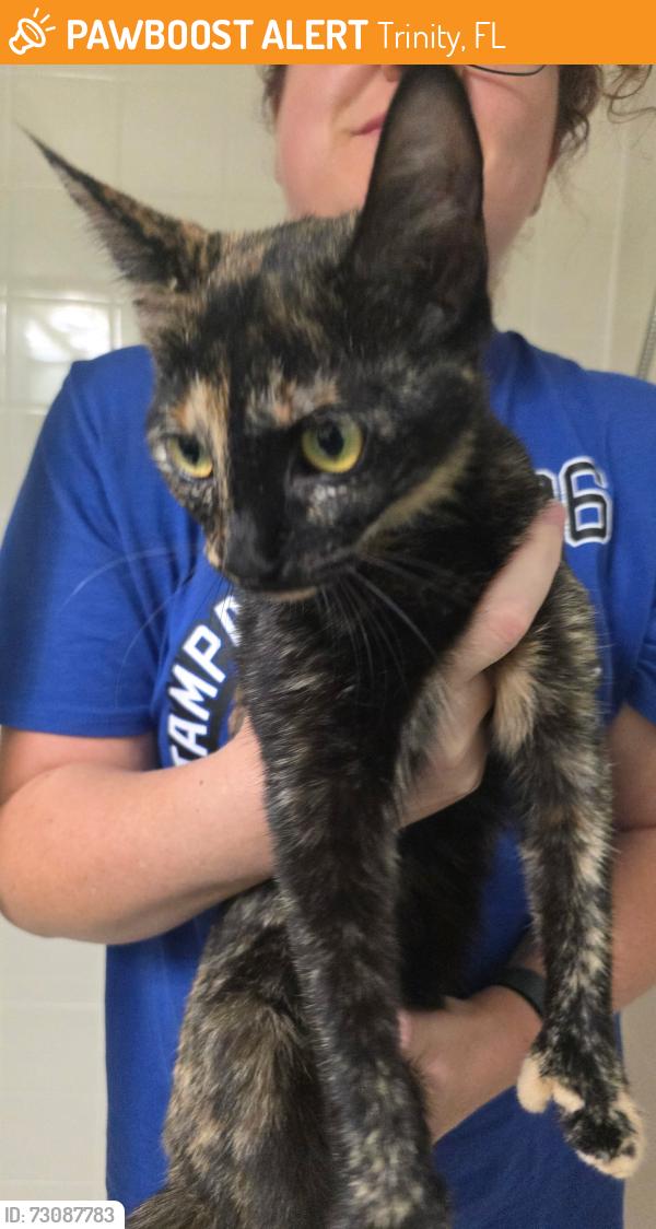 Found/Stray Unknown Cat last seen Community, Trinity, FL 34655