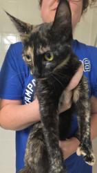 Found/Stray Unknown Cat last seen Community, Trinity, FL 34655