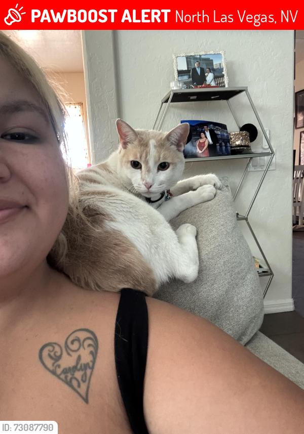 Lost Male Cat last seen Donna st, North Las Vegas, NV 89081