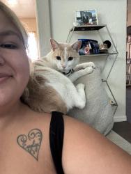 Lost Male Cat last seen Donna st, North Las Vegas, NV 89081