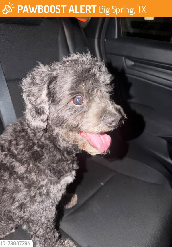 Found/Stray Male Dog last seen Big spring por la walgreens, Big Spring, TX 79720
